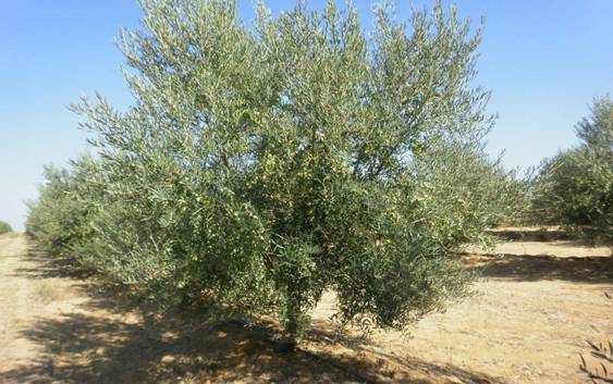 Optimización Riego y Fertilización en olivo